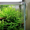 Glass Lily pipe for aquarium tank