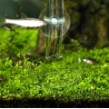 Glass feeding tube