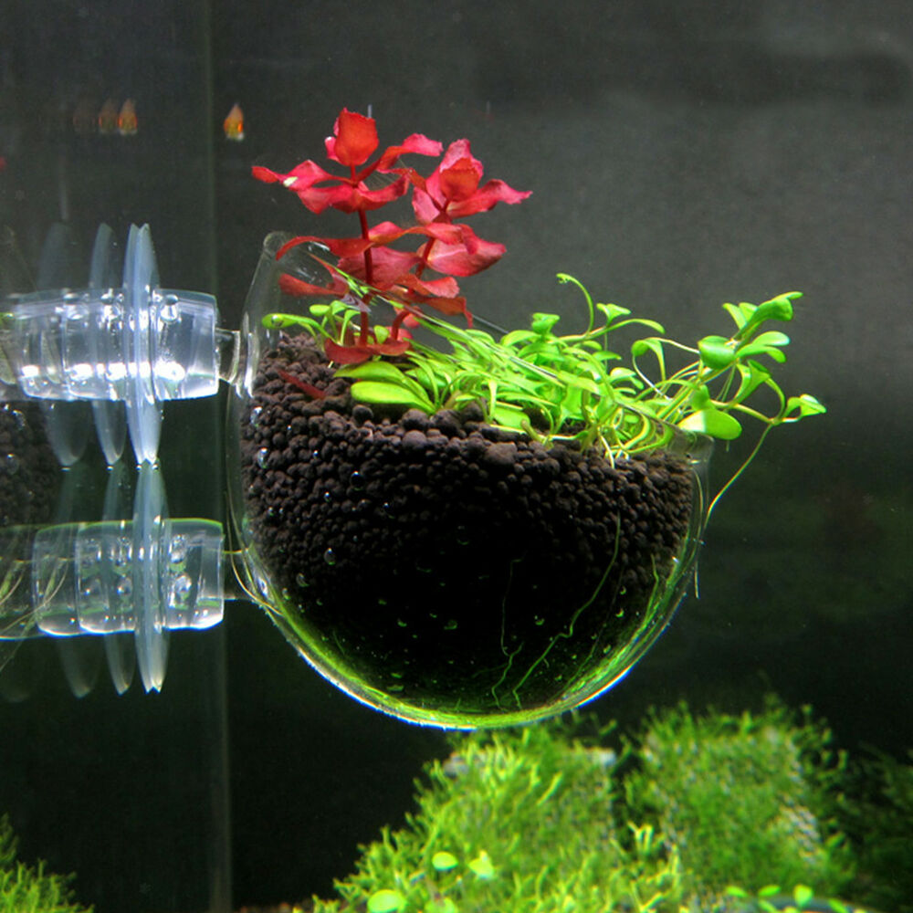 Aquarium plant pod