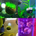 Aquarium plant pod