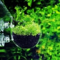 Aquarium plant pod
