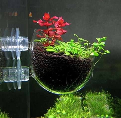 Aquarium plant pod
